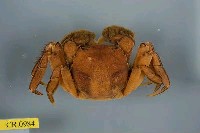 藏品(日本絨螯蟹)的圖片